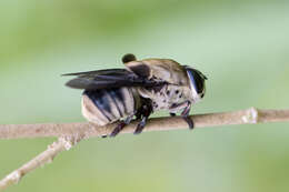 Image of Cuterebra apicalis Guerin-Meneville 1835