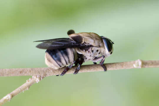 Cuterebra apicalis Guerin-Meneville 1835 resmi