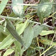 Image of wavyleaf aster