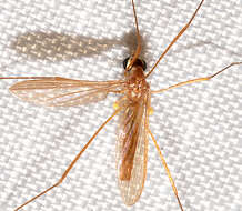 صورة Erioptera (Erioptera) vespertina Osten Sacken 1860