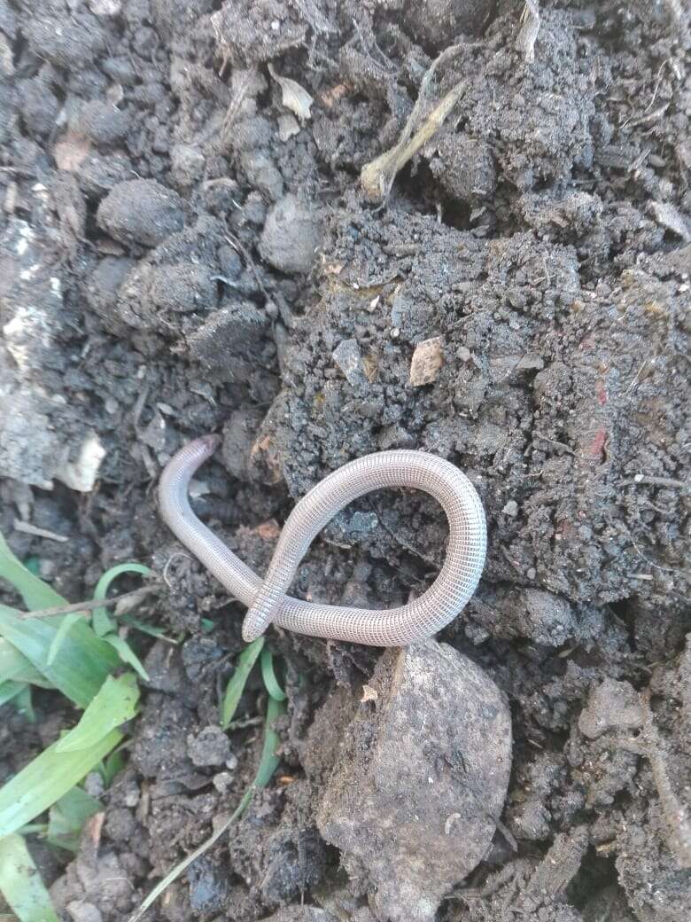 Image of South American Worm Lizard