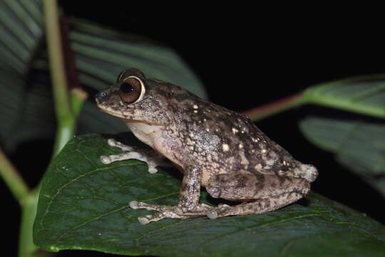 Image of Large Ponmudi Bush Frog