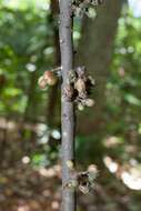 Image of Lepidocupania glomeriflora (Radlk.) Buerki, Callm., Munzinger & Lowry