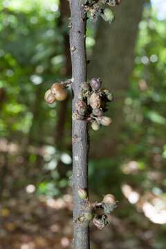 Sivun Lepidocupania glomeriflora (Radlk.) Buerki, Callm., Munzinger & Lowry kuva