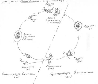 Image of Chlamydomonas