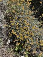 Слика од Helichrysum italicum subsp. microphyllum (Willd.) Nym.