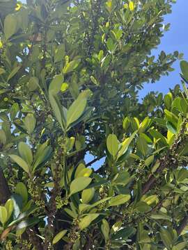 Image of Garcinia subelliptica Merr.