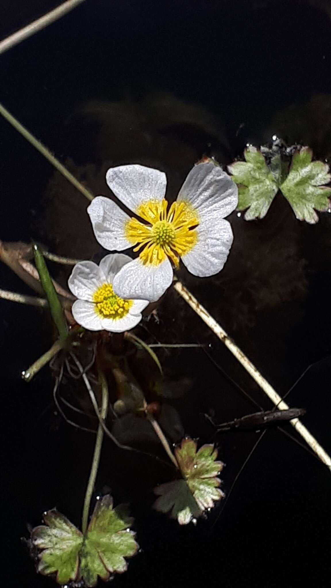 صورة <i>Ranunculus schmalhausenii</i>