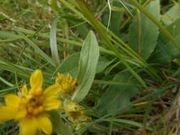 Plancia ëd Solidago virgaurea L.