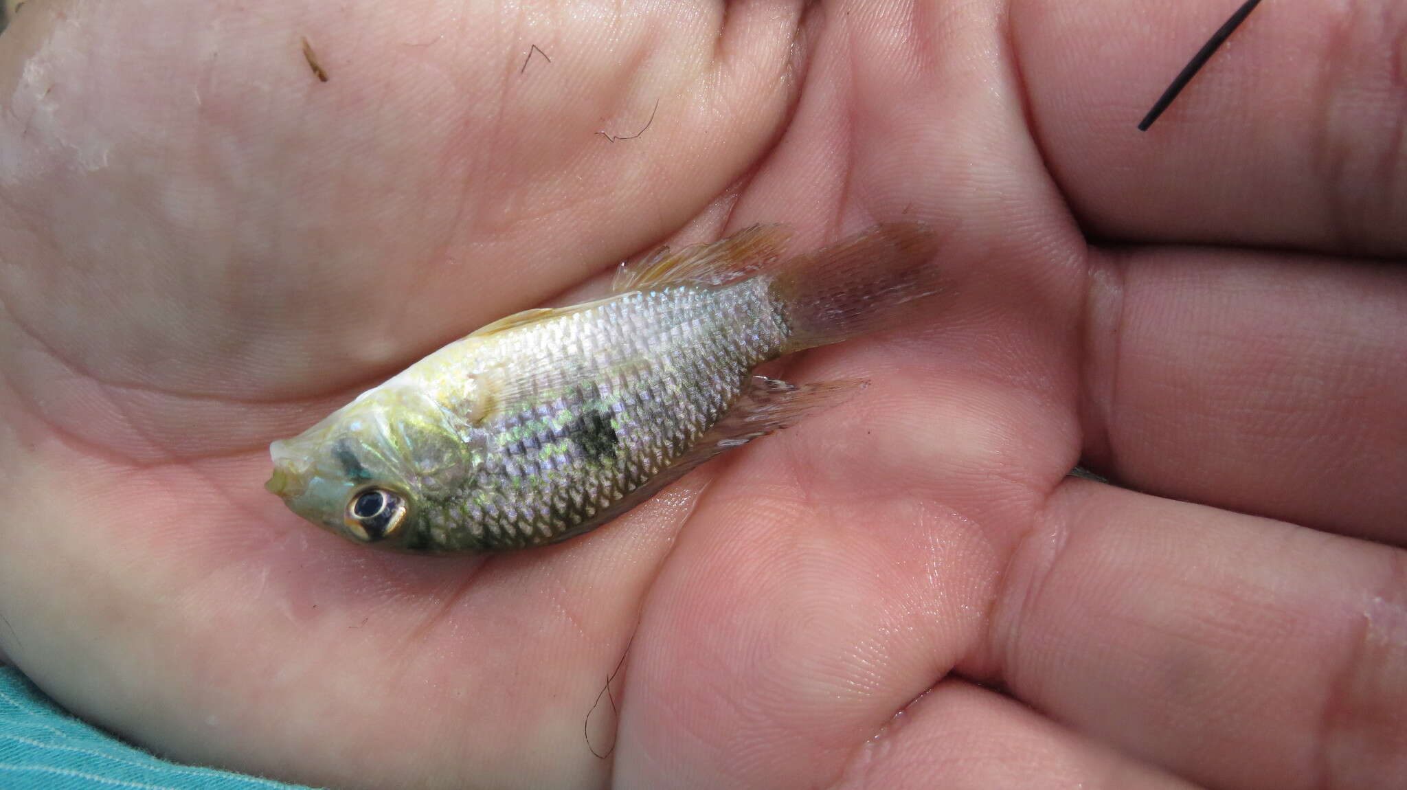 Image of Banded acara