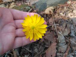 Image of Amur adonis