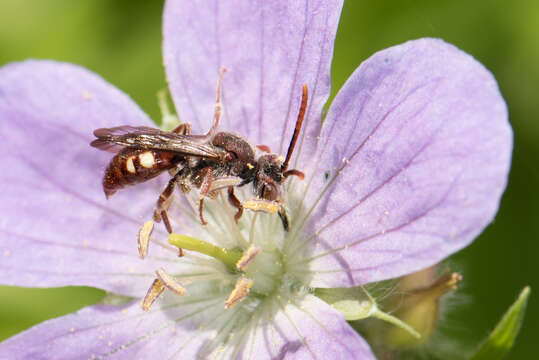 Image of Nomada cuneata (Robertson 1903)