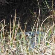 Image of Altai Brown Frog (Altai Mountains Populations)