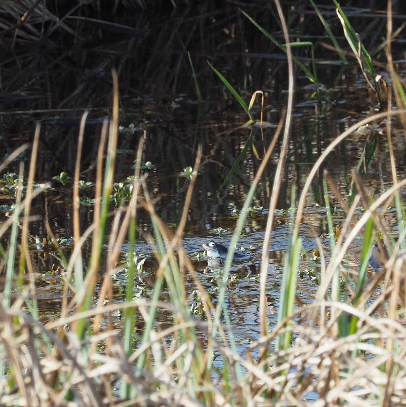 Image of Altai Brown Frog (Altai Mountains Populations)