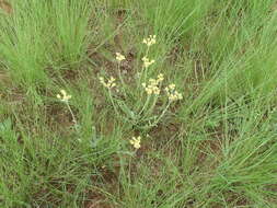 Image of Helichrysum mixtum var. mixtum