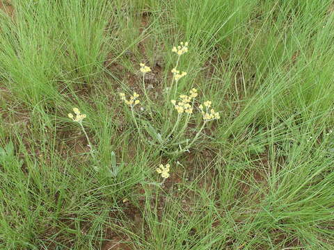 Image de Helichrysum mixtum var. mixtum