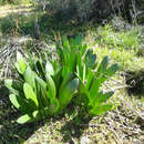 Image of Haemanthus graniticus Snijman