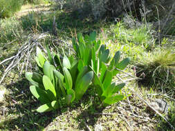 Image of Haemanthus graniticus Snijman