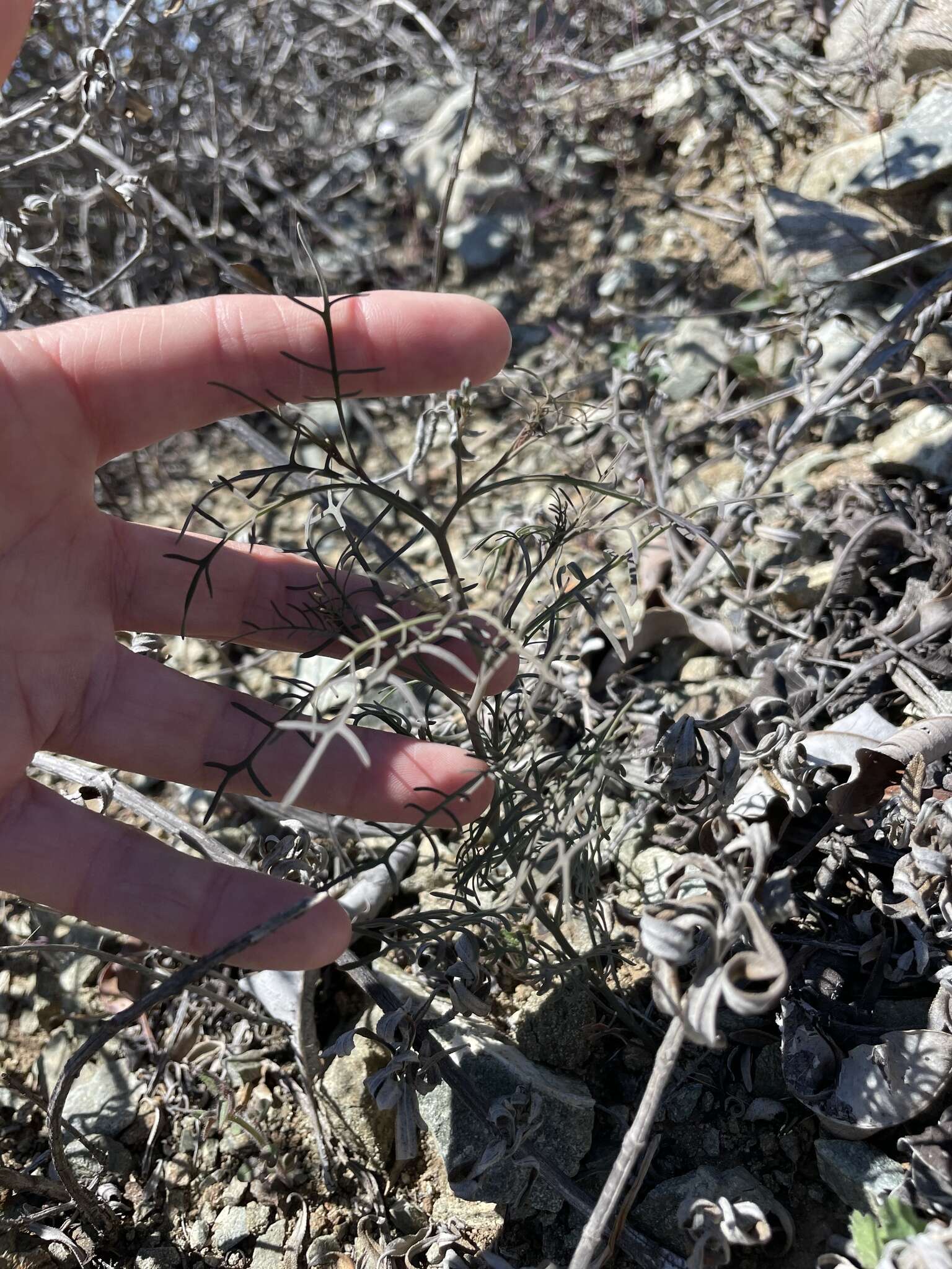 Image of Santa Cruz Island winged rockcress