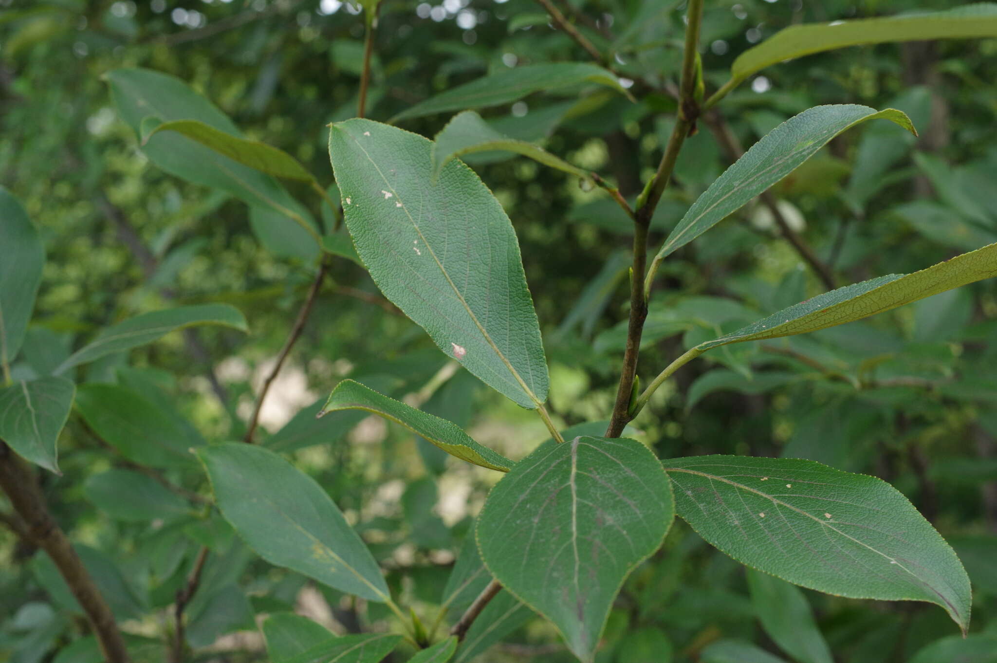 Image of Japanese poplar