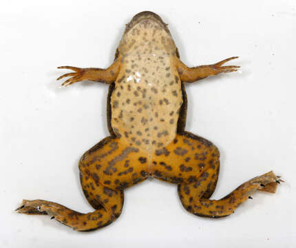 Xenopus petersii Bocage 1895 resmi