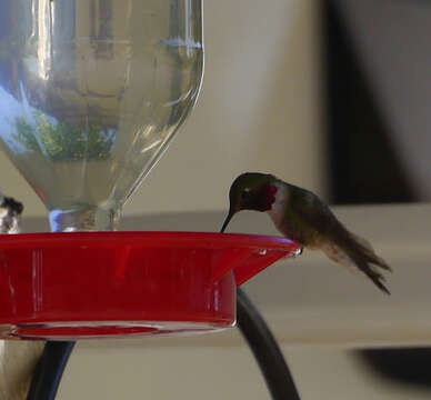 Image of Broad-tailed Hummingbird