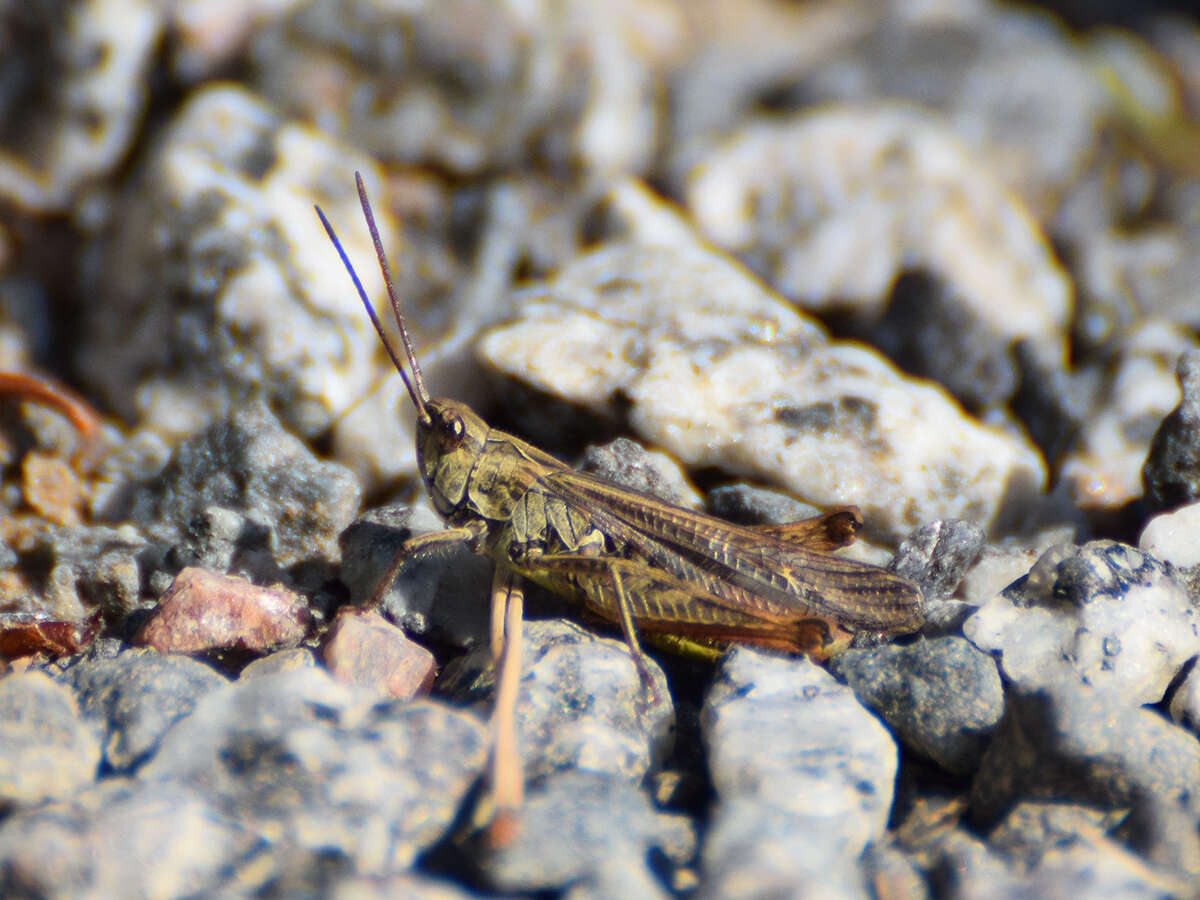 Chorthippus (Glyptobothrus) biguttulus (Linnaeus 1758) resmi