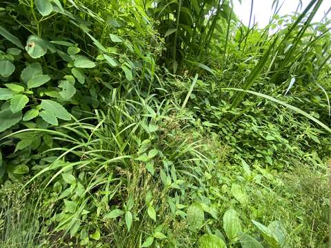 Imagem de Scirpus hattorianus Makino