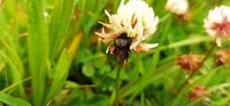 Image of Bombus funebris Smith 1854