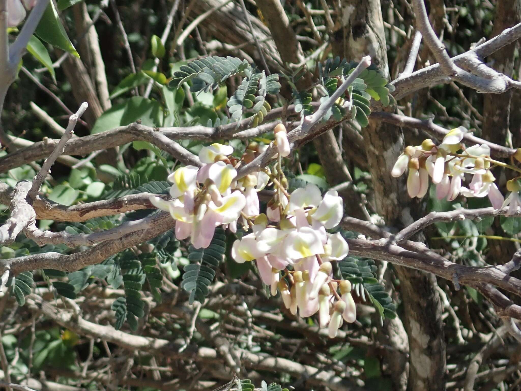 Image of Gliricidia maculata (Humb., Bonpl. & Kunth) Steud.