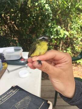 Image of Yellow-bellied Tyrannulet