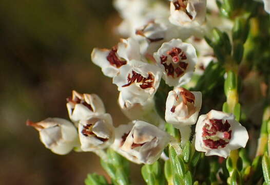 Image of Erica pseudocalycina Compton