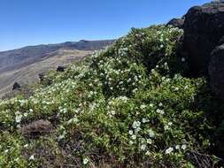 Image of island false bindweed