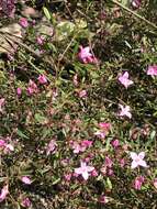 Image of Boronia crenulata Sm.