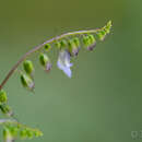 Image of Rhynchoglossum klugioides C. B. Clarke