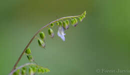 Imagem de Rhynchoglossum klugioides C. B. Clarke