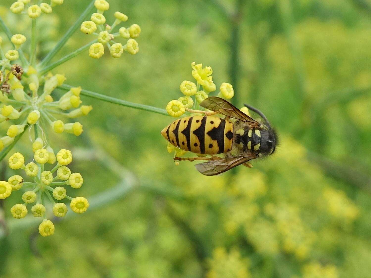 Plancia ëd Vespula germanica (Fabricius 1793)