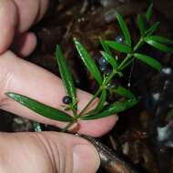 Plancia ëd Galium uniflorum Michx.