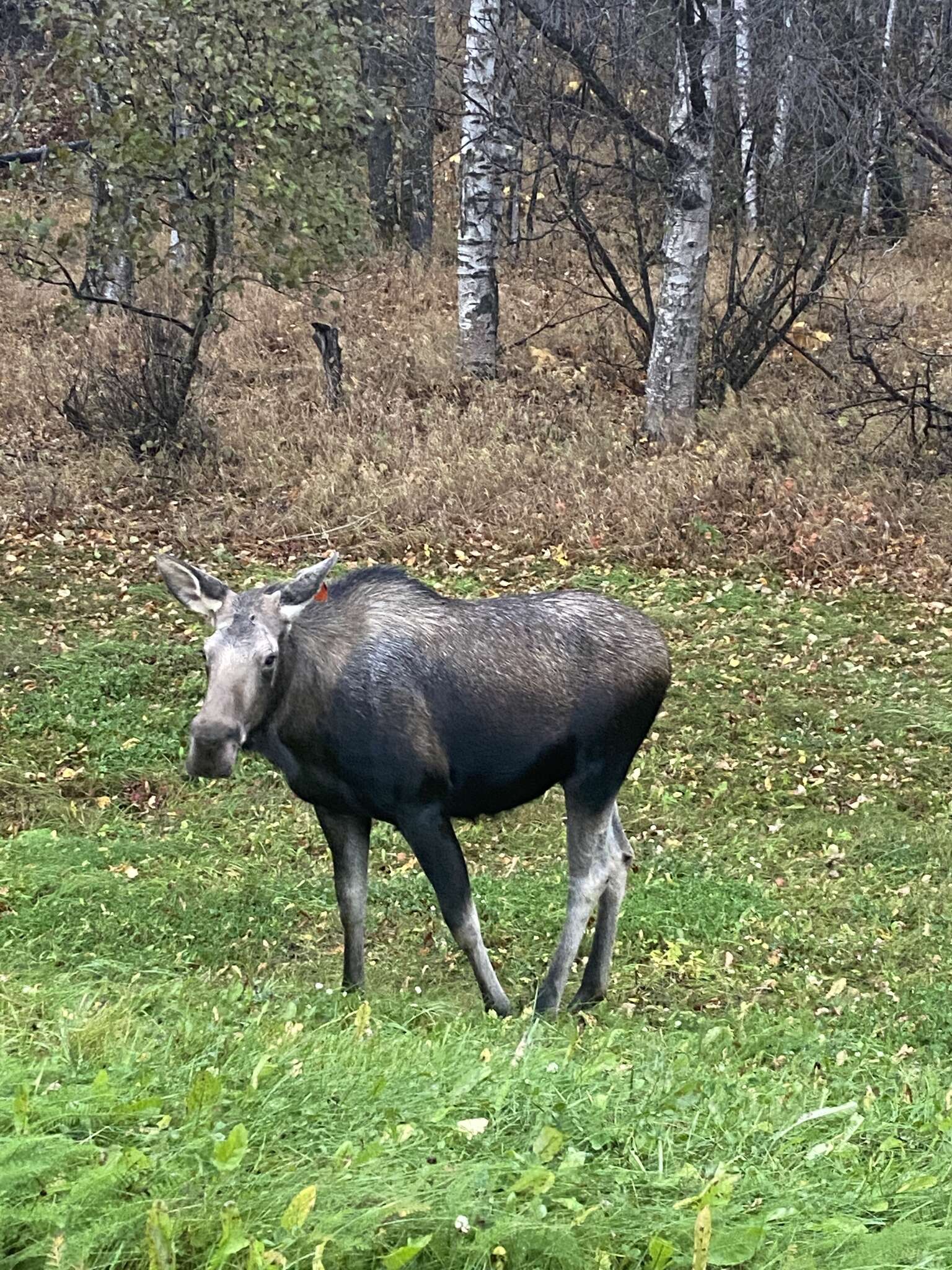 Слика од Alces alces gigas Miller 1899