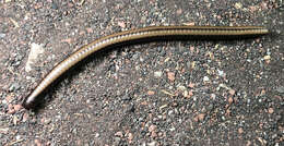 Image of Californiulus yosemitensis Chamberlin 1941