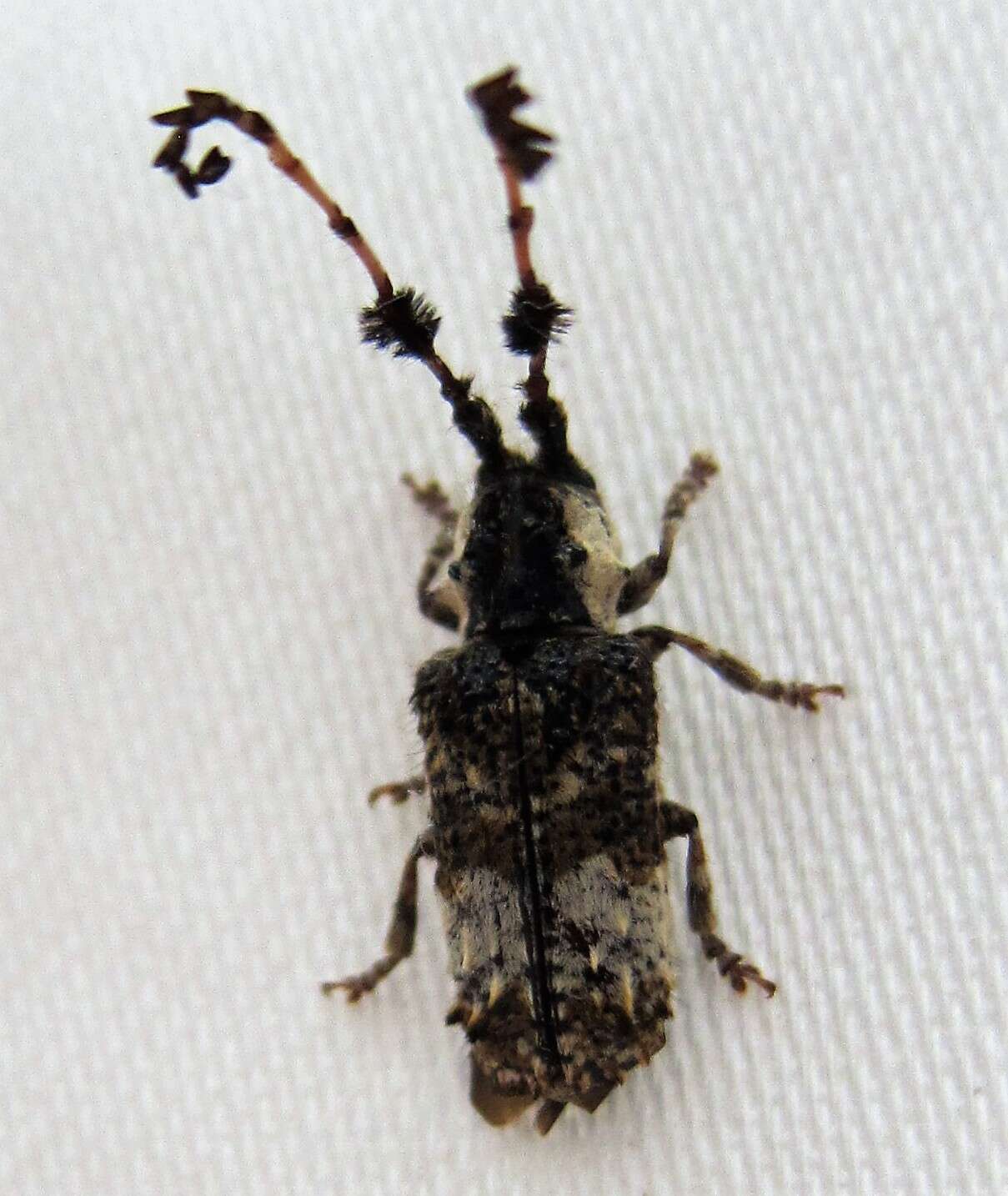 Image of Cloniocerus kraussii White 1855