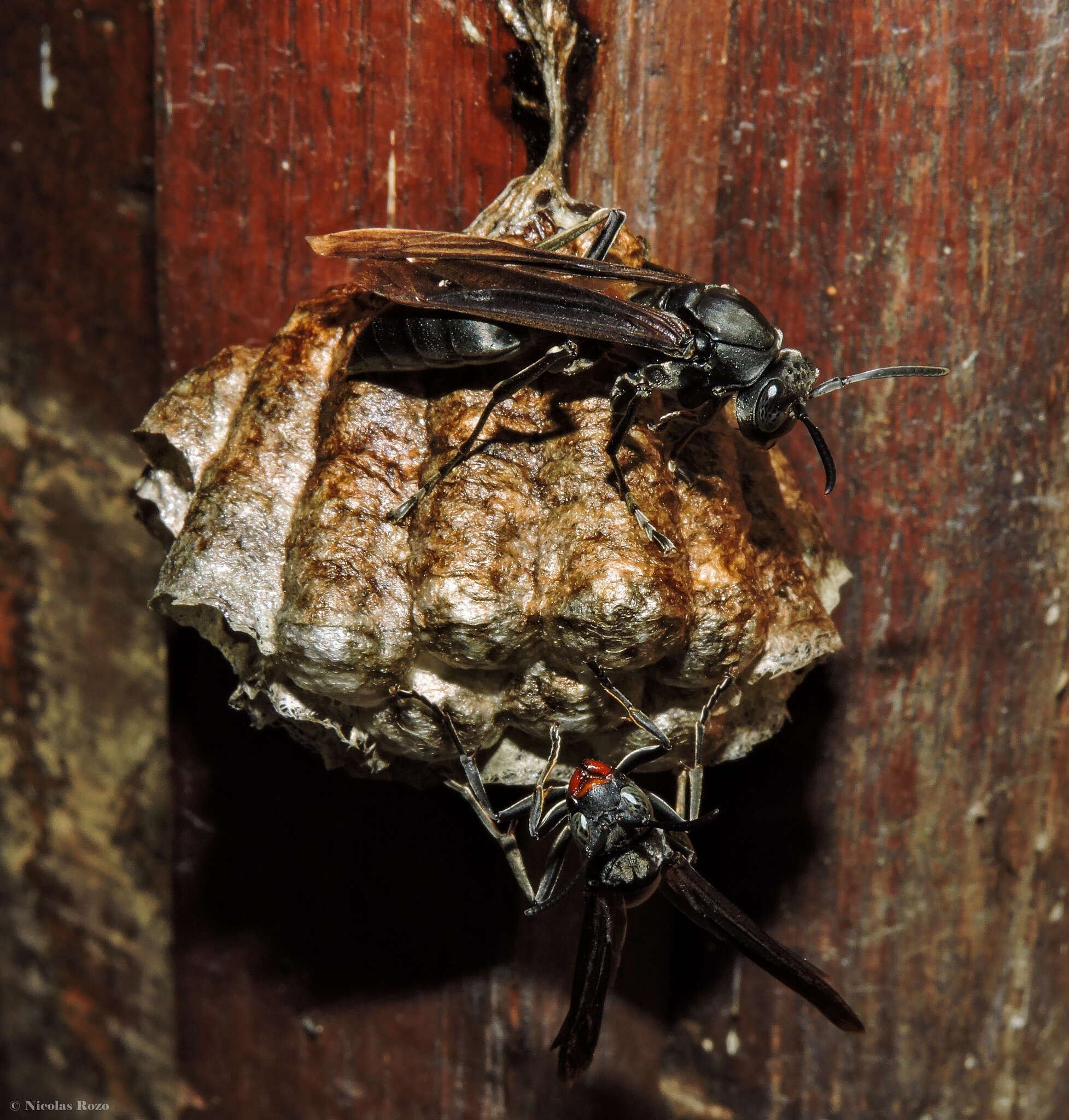 Image of Polistes aterrimus de Saussure 1853