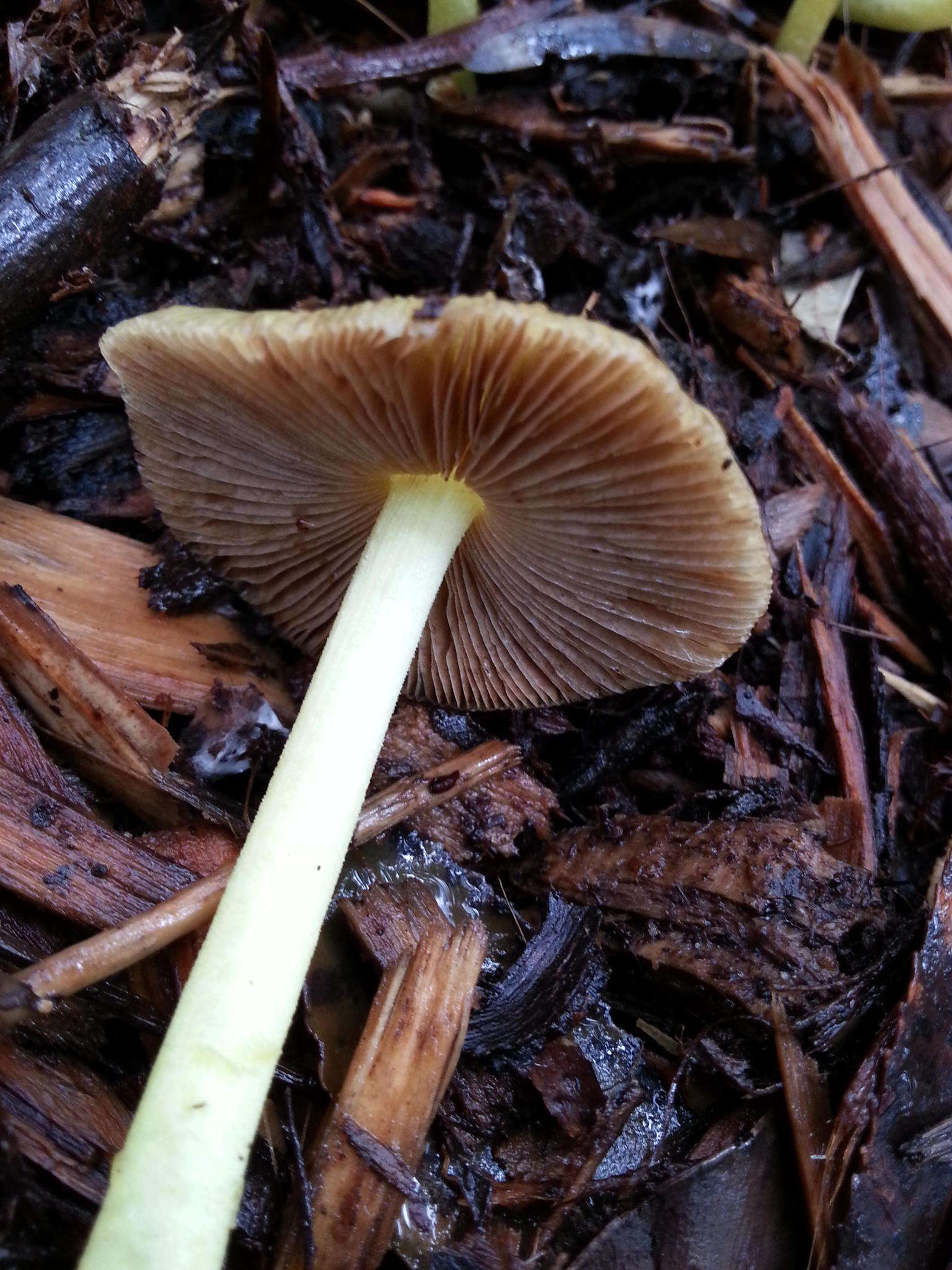 Image of Yellow Fieldcap