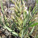 Image of Babiana planifolia (G. J. Lewis) Goldblatt & J. C. Manning