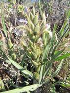 Image of Babiana planifolia (G. J. Lewis) Goldblatt & J. C. Manning