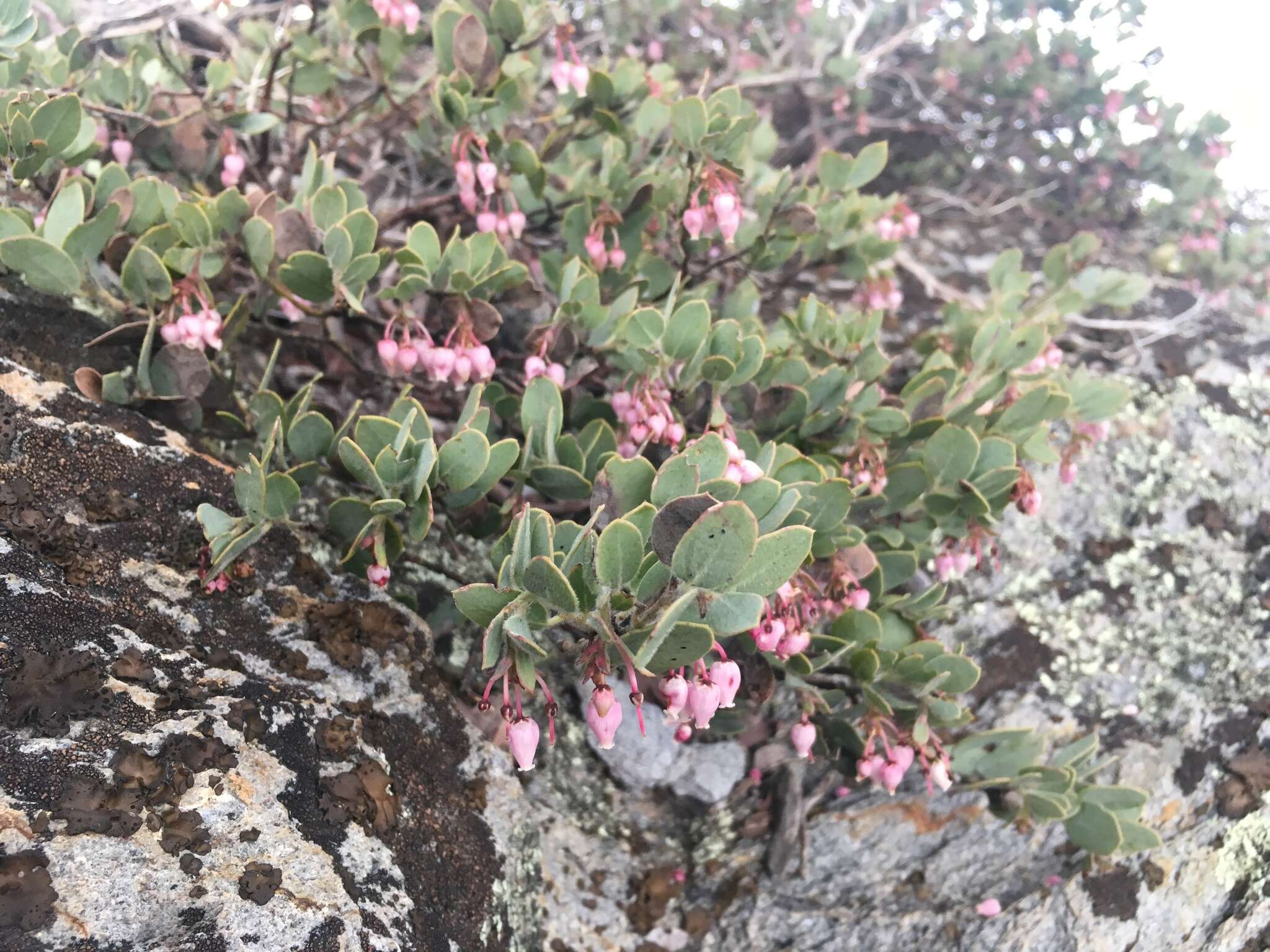 Image of Nissenan manzanita