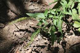 Image of heartleaf speedwell