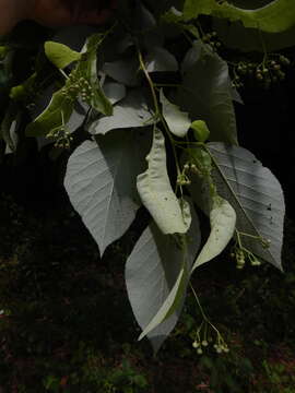 Image of American basswood