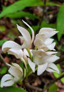 Image of Govenia liliacea (Lex.) Lindl.