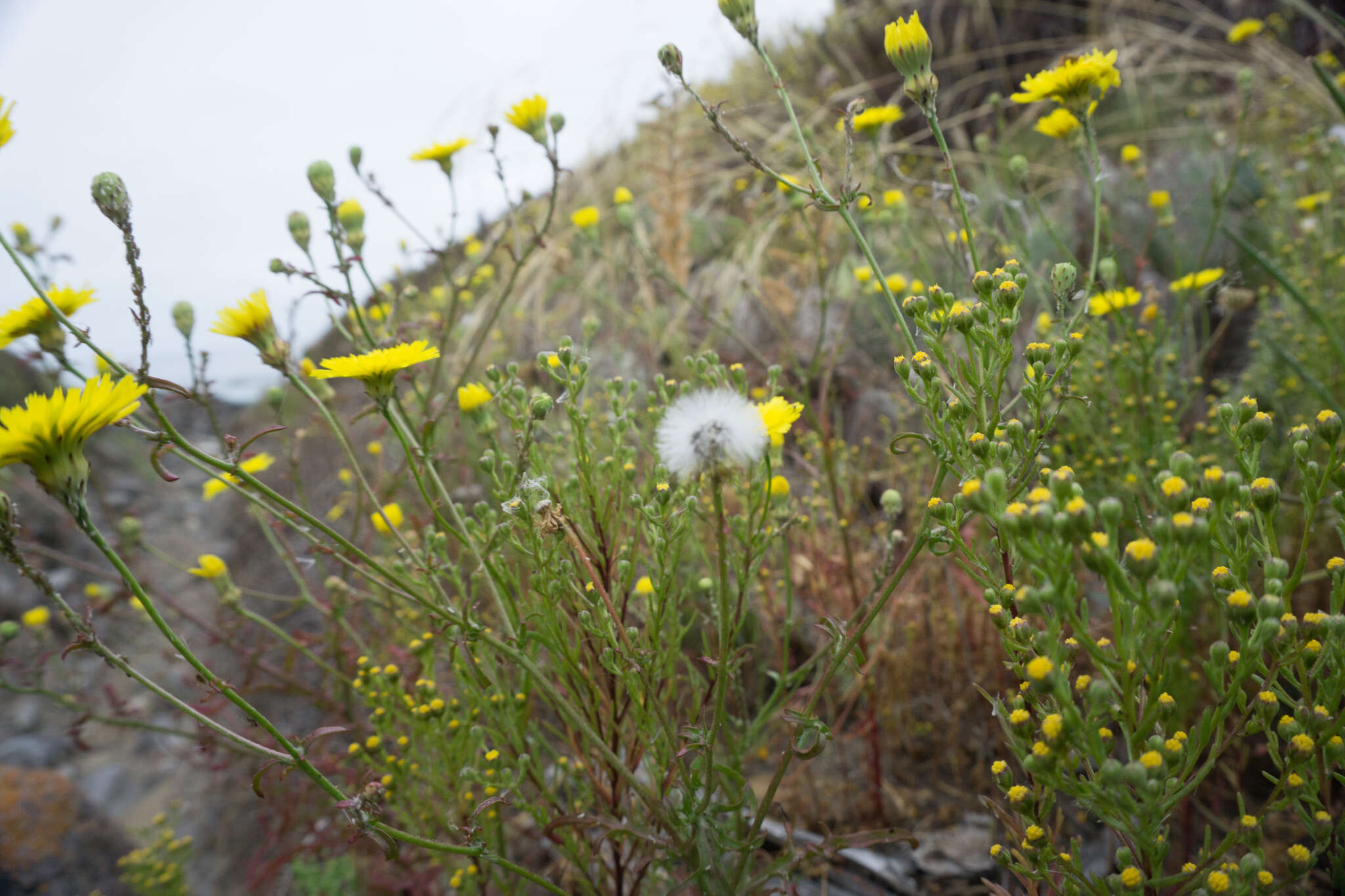 Image of leafy desertdandelion